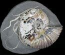 Beautiful Deshayesites Ammonites - Iridescent Shell #22508-2